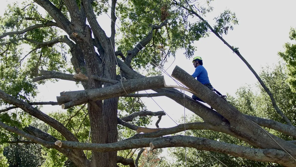 Professional Crown Thinning performed by certified arborists in Wacissa